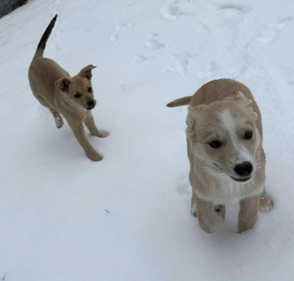 Enlarge Big Bird, a Adoptable mixed breed in Cheektowaga, NY image 2/5