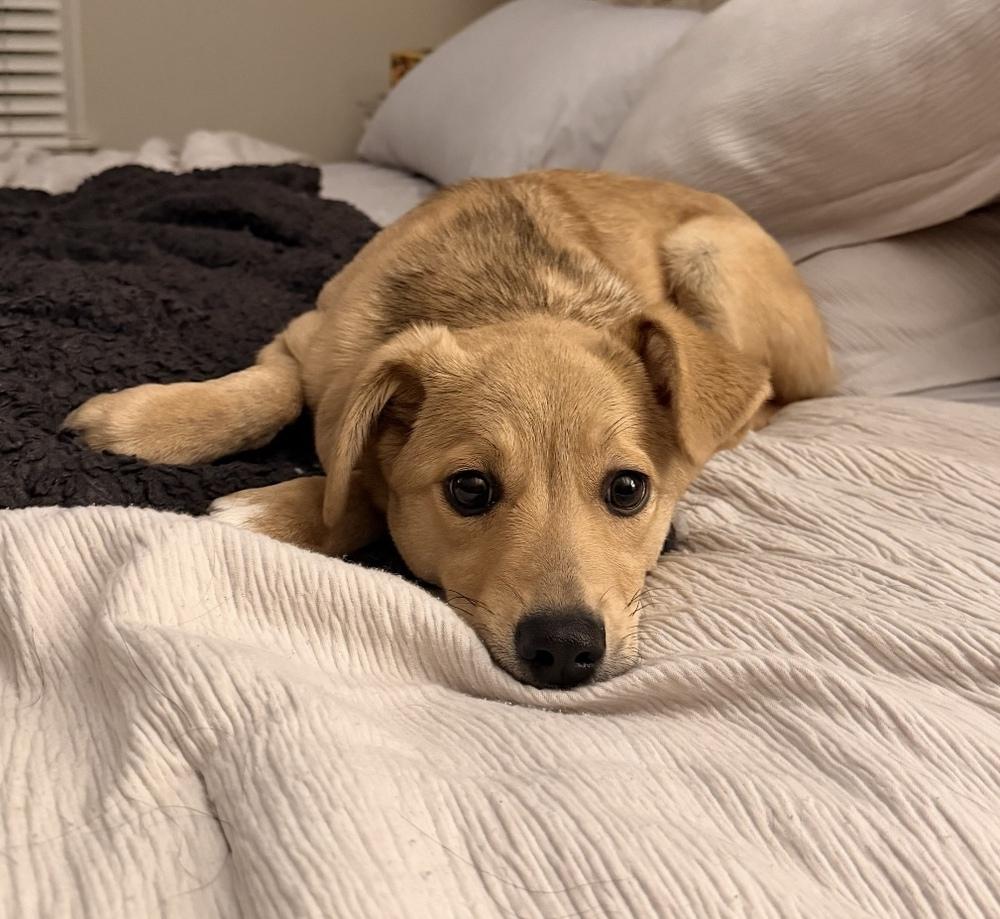 Enlarge Big Bird, a Adoptable mixed breed in Cheektowaga, NY image 4/6