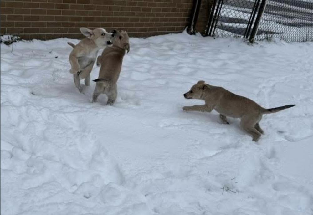 Enlarge Big Bird, a Adoptable mixed breed in Cheektowaga, NY image 3/5