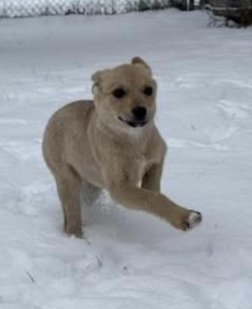 Enlarge Big Bird, a Adoptable mixed breed in Cheektowaga, NY image 5/5