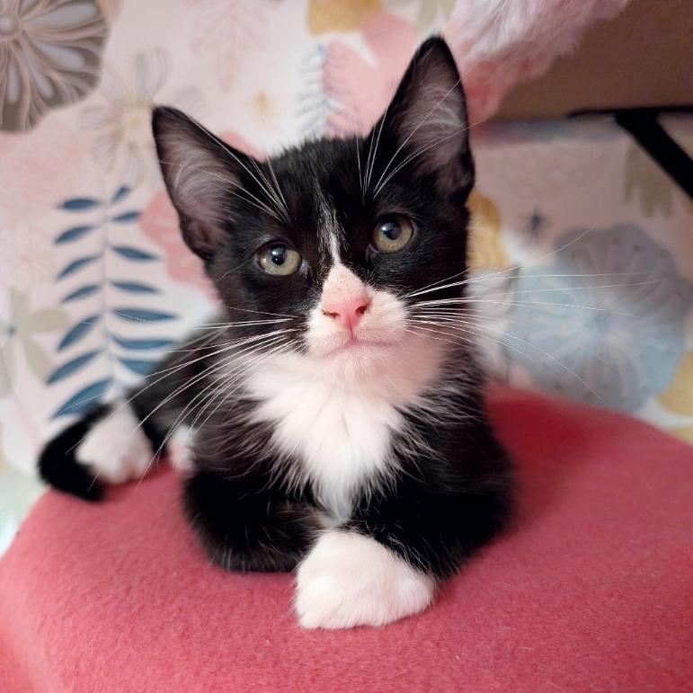 Nintendo, adopted, Kitten Male Domestic Short Hair.