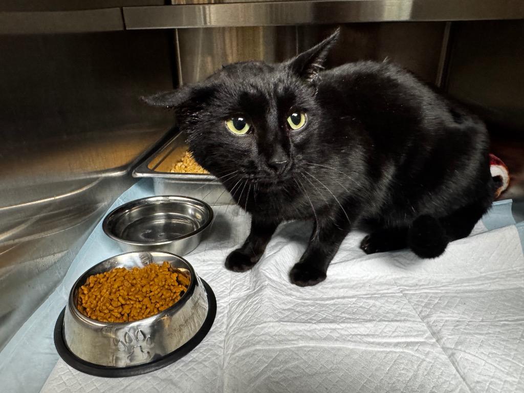 Enlarge Snuggles, a Adoptable mixed breed in Shelbyville, TN image 1/1