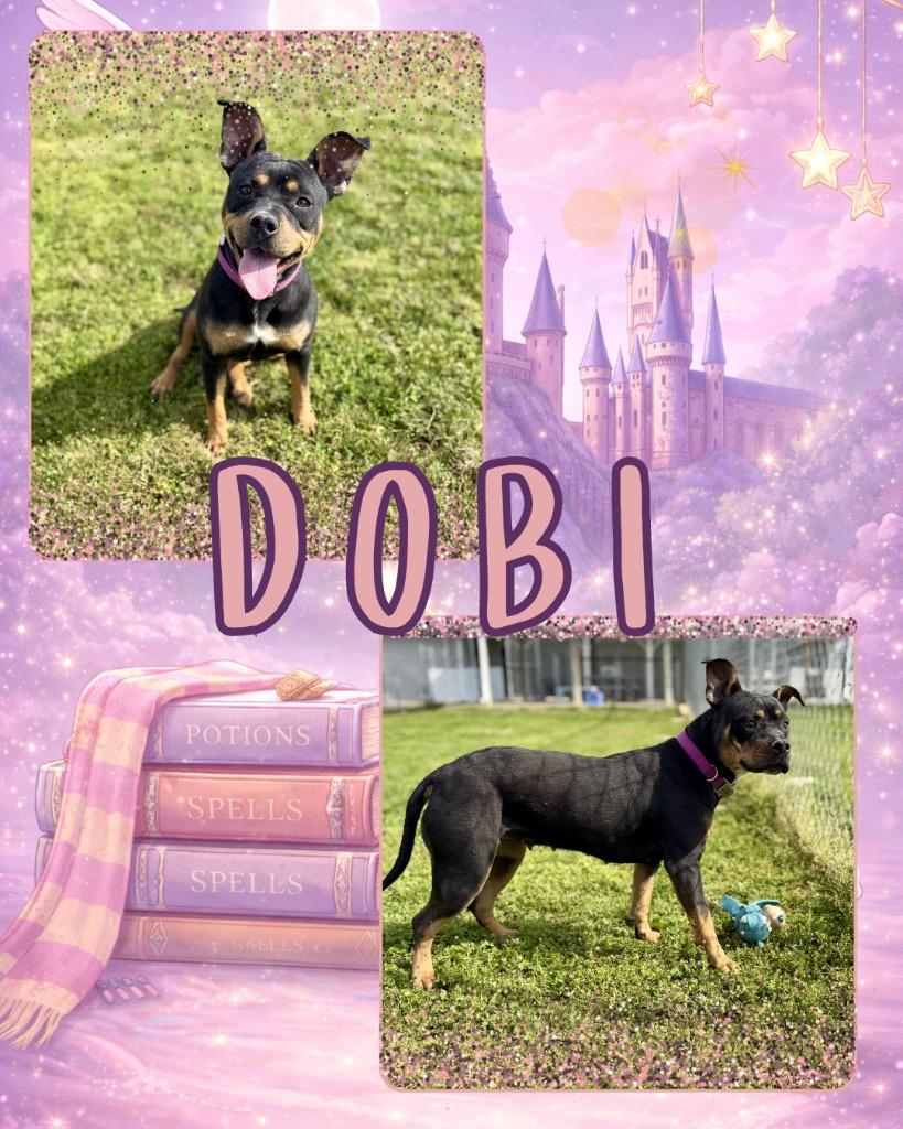 Dobi, Adoptable, Young Female Pit Bull Terrier.