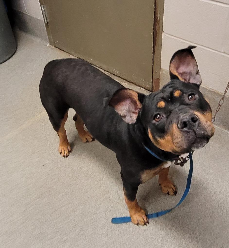 Enlarge Dobi, a Adoptable mixed breed in Hopkinsville, KY image 3/3