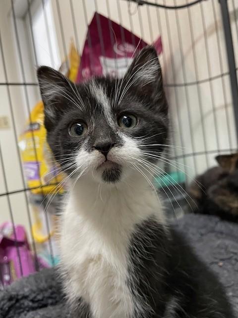 female kitten-available for foster-to-adopt, adopted, Kitten Female Domestic Short Hair.