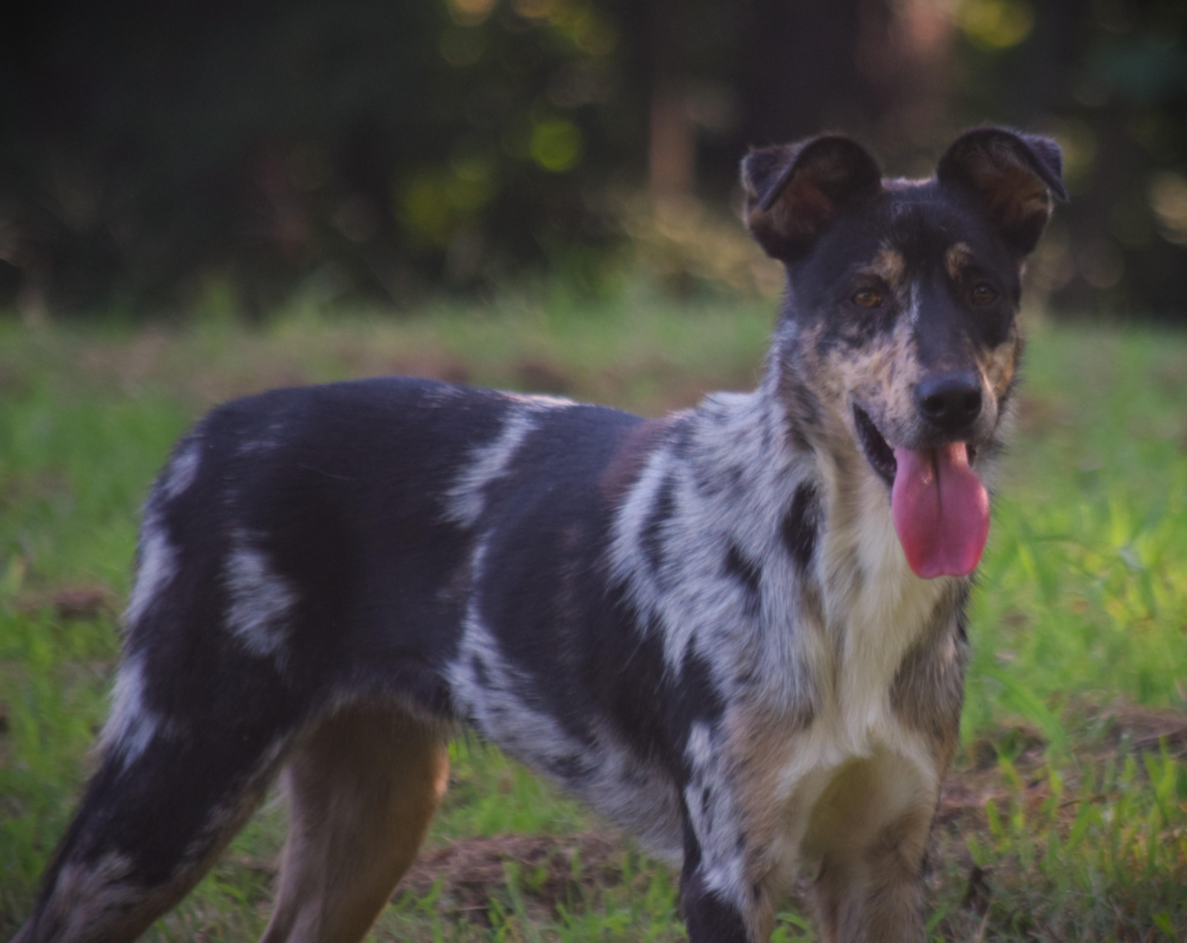 Smores - Perfect, Adoptable, Young Male Border Collie.