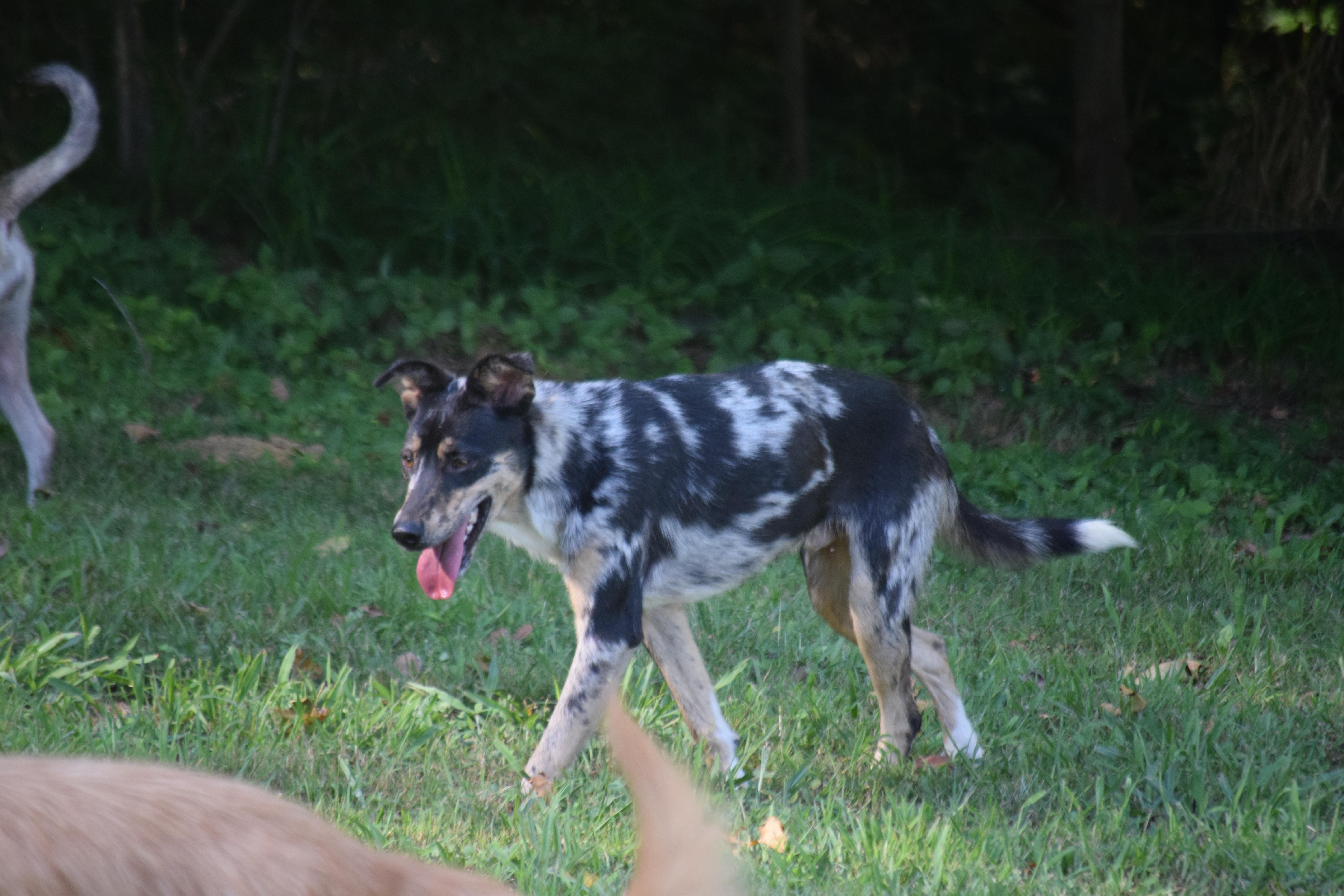 Smores - Perfect, a Adoptable mixed breed in Rockport, IN image 2/5
