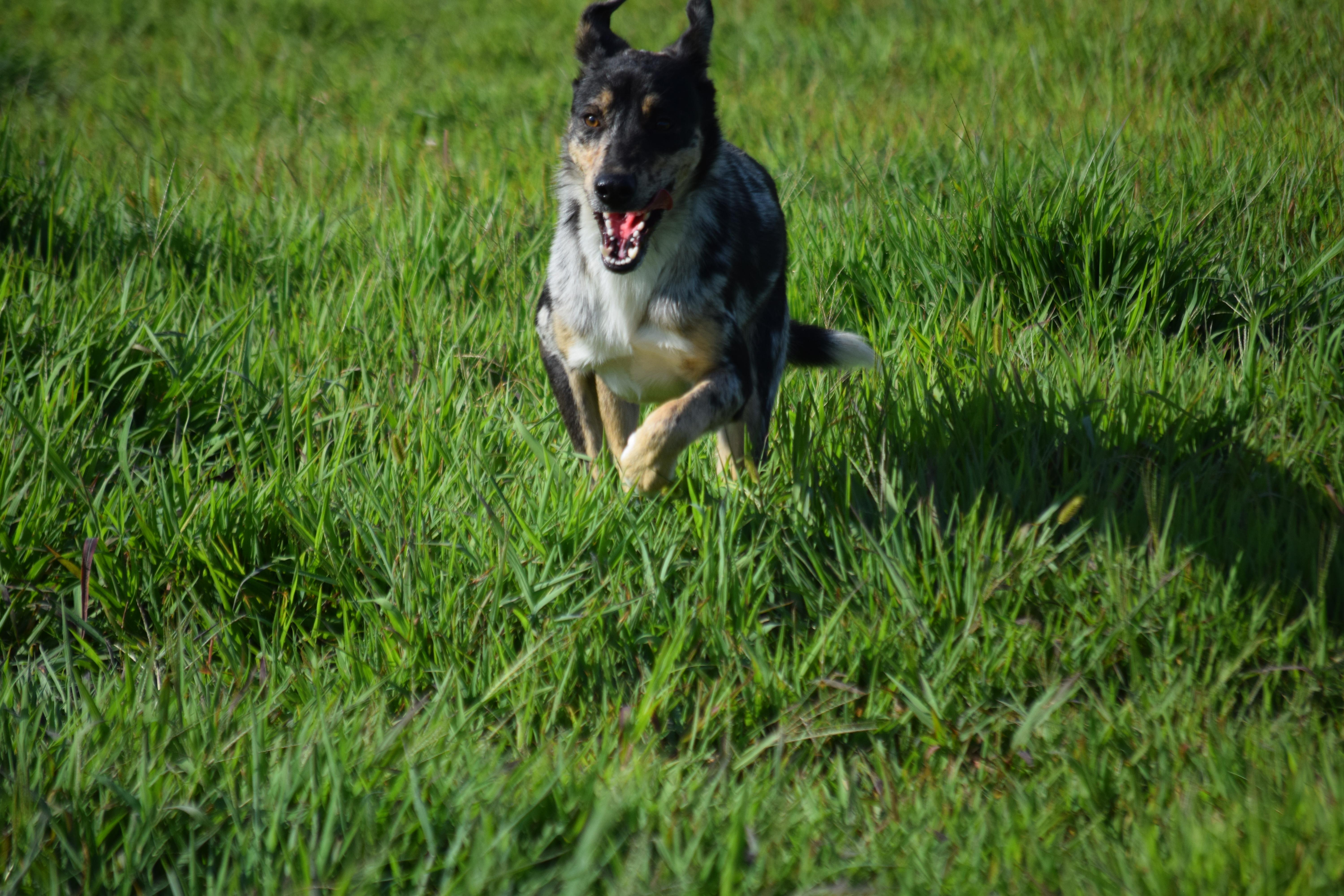 Smores - Perfect, a Adoptable mixed breed in Rockport, IN image 4/5