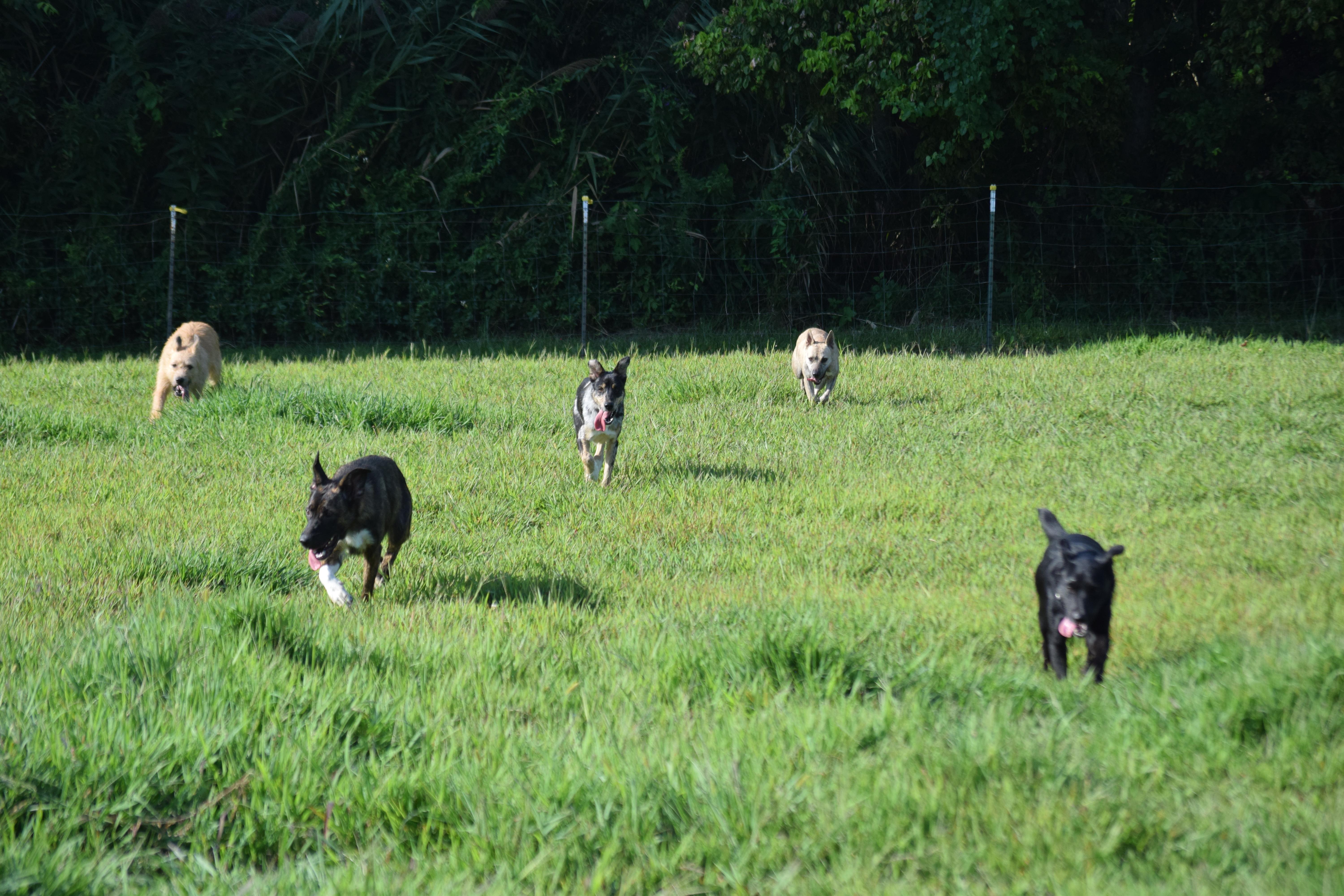Smores - Perfect, a Adoptable mixed breed in Rockport, IN image 5/5