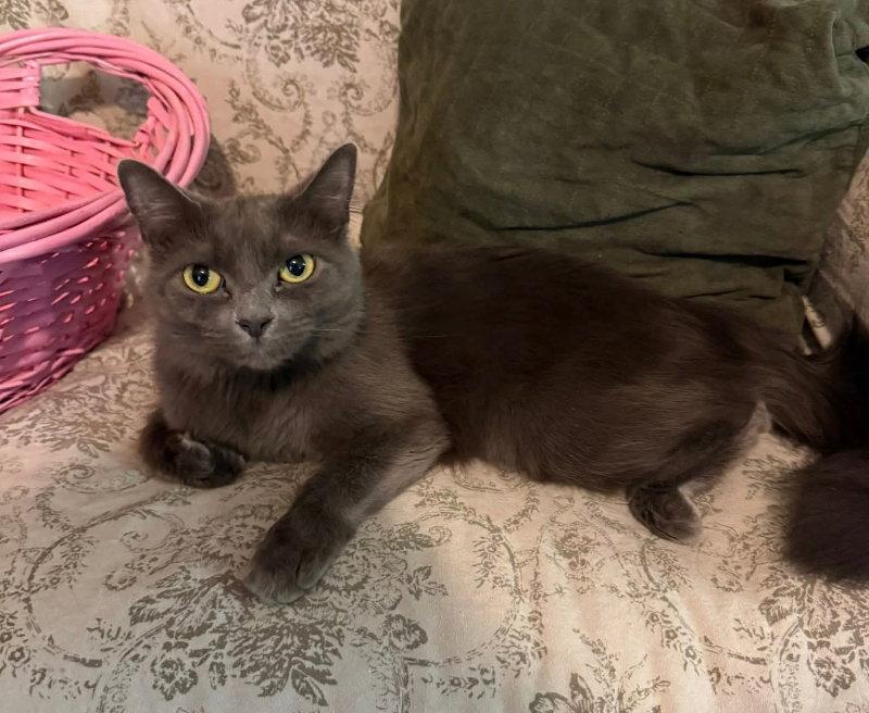 Mardi gras, Adoptable, Young Female Russian Blue.