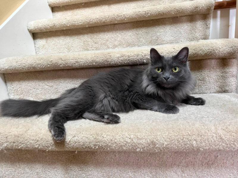 Enlarge Mardi gras, a Adoptable Russian Blue in Knoxville, TN image 1/3