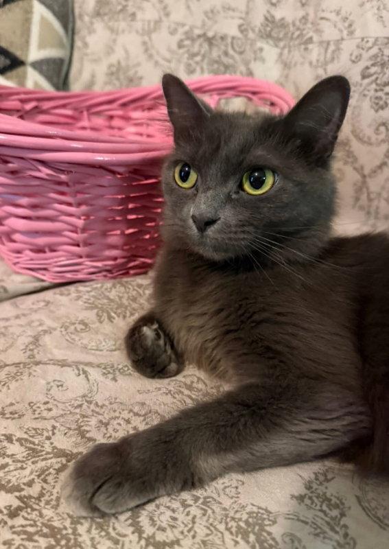 Mardi gras, a Adoptable Russian Blue in Knoxville, TN image 2/2