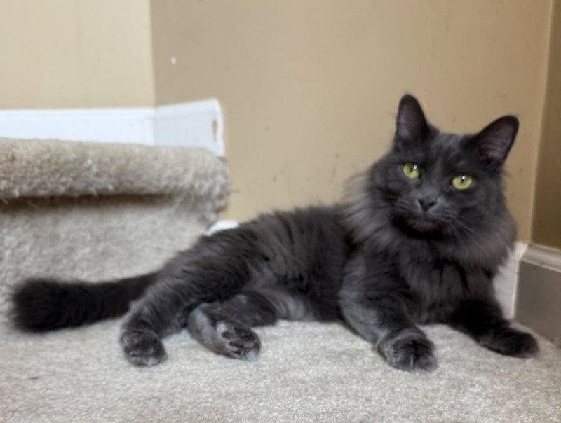 Enlarge Mardi gras, a Adoptable Russian Blue in Knoxville, TN image 2/3