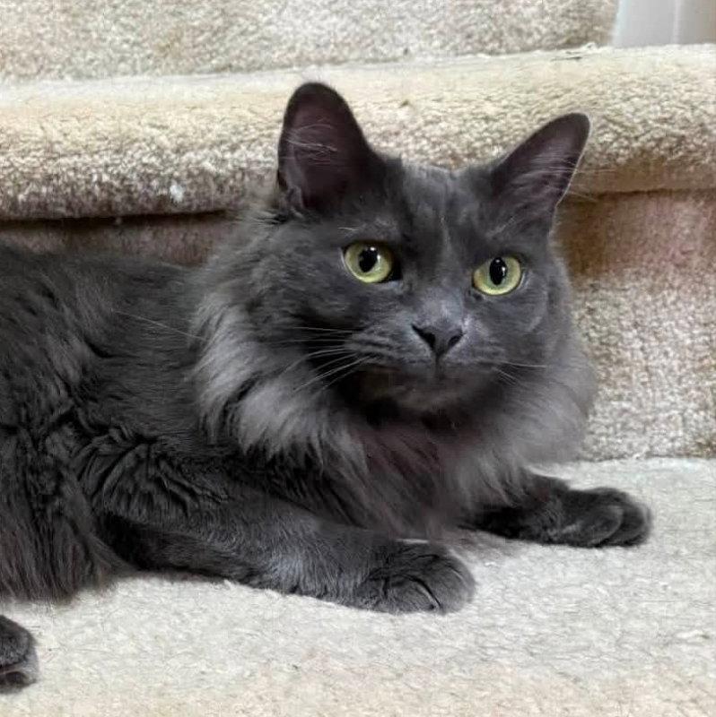 Enlarge Mardi gras, a Adoptable Russian Blue in Knoxville, TN image 3/3