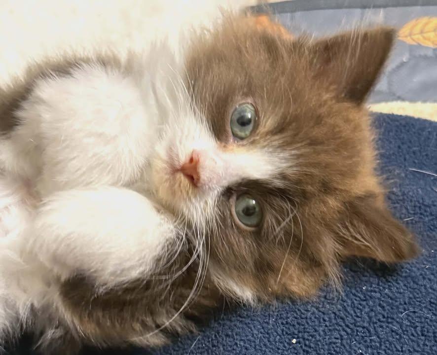 Princess, adopted, Kitten Female Domestic Long Hair.