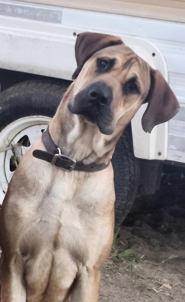 Doobie, ADOPTABLE, Young Male Great Dane & Bullmastiff.