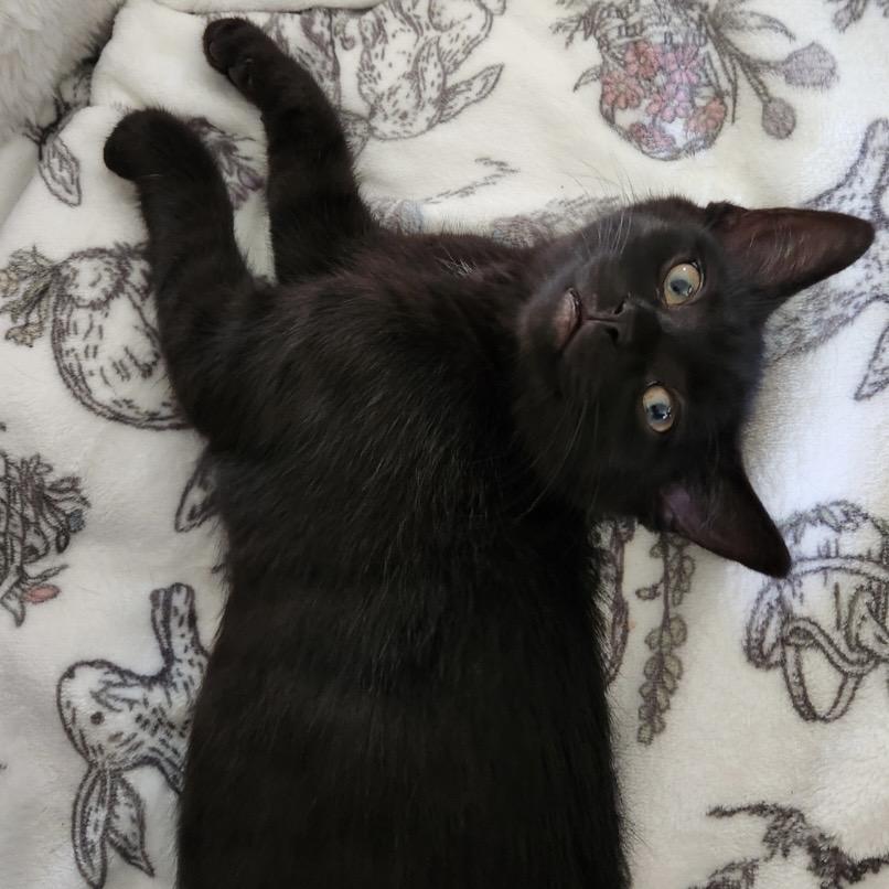 Octavia, Adoptable, Young Female Domestic Short Hair.