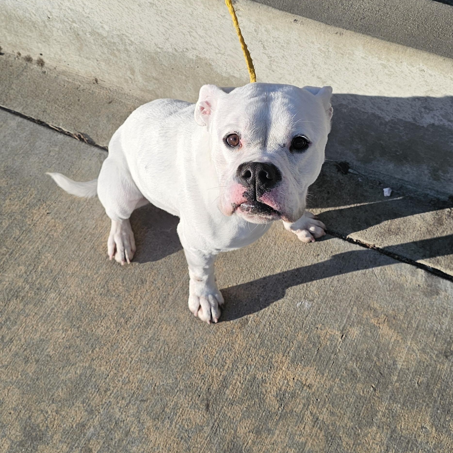 Gypsy, a Adoptable mixed breed in Brea, CA image 3/6