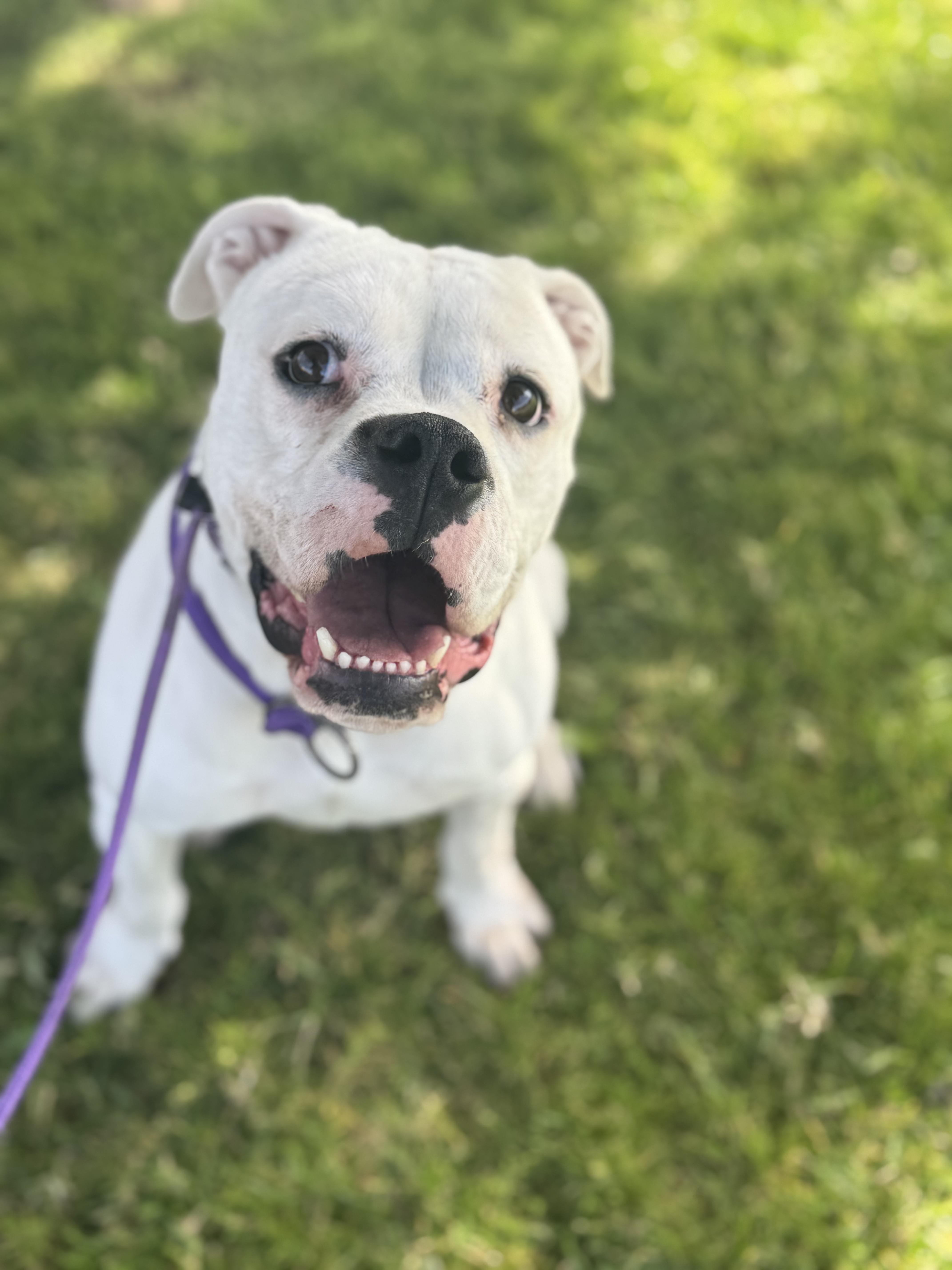 Gypsy, Adoptable, Young Female Bulldog & Boxer.