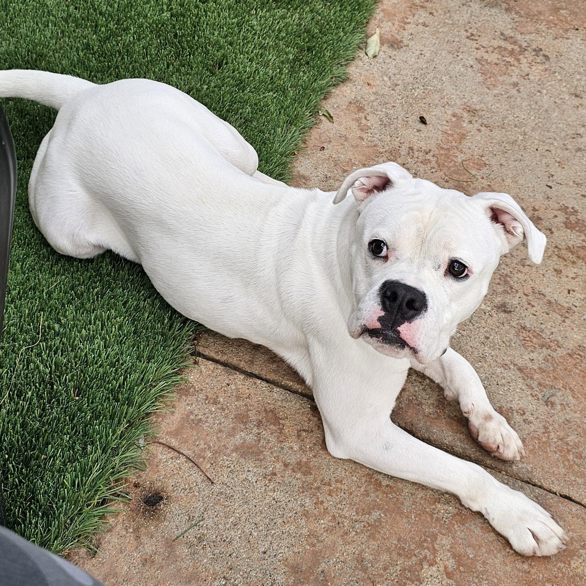 Gypsy, a Adoptable mixed breed in Brea, CA image 4/6