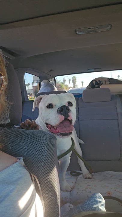 Enlarge Gypsy, a Adoptable mixed breed in Brea, CA video 6/6