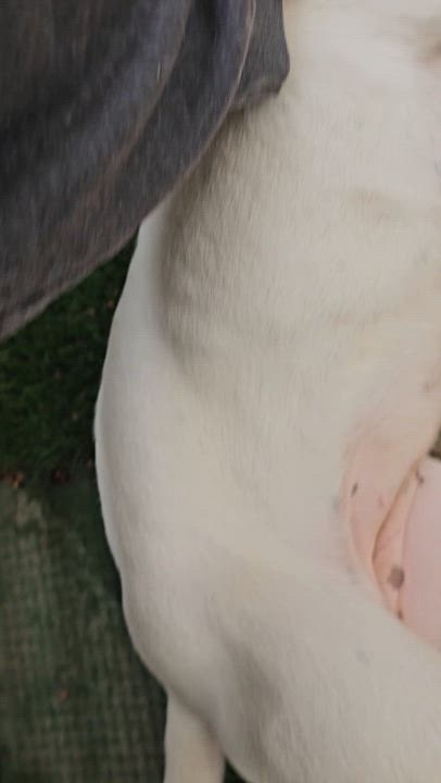 Enlarge Gypsy, a Adoptable mixed breed in Brea, CA video 2/6