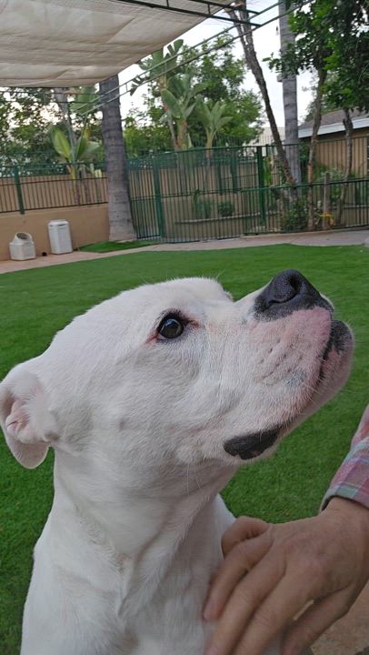 Enlarge Gypsy, a Adoptable mixed breed in Brea, CA video 5/6