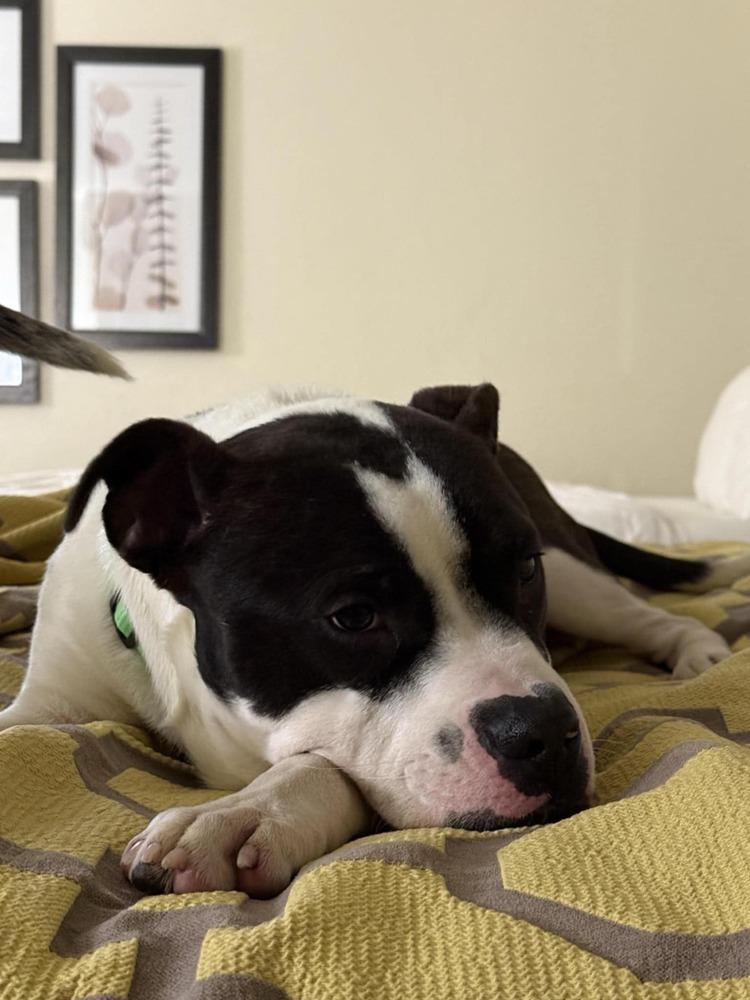 Koda, a Adoptable mixed breed in Cortez, CO image 1/6