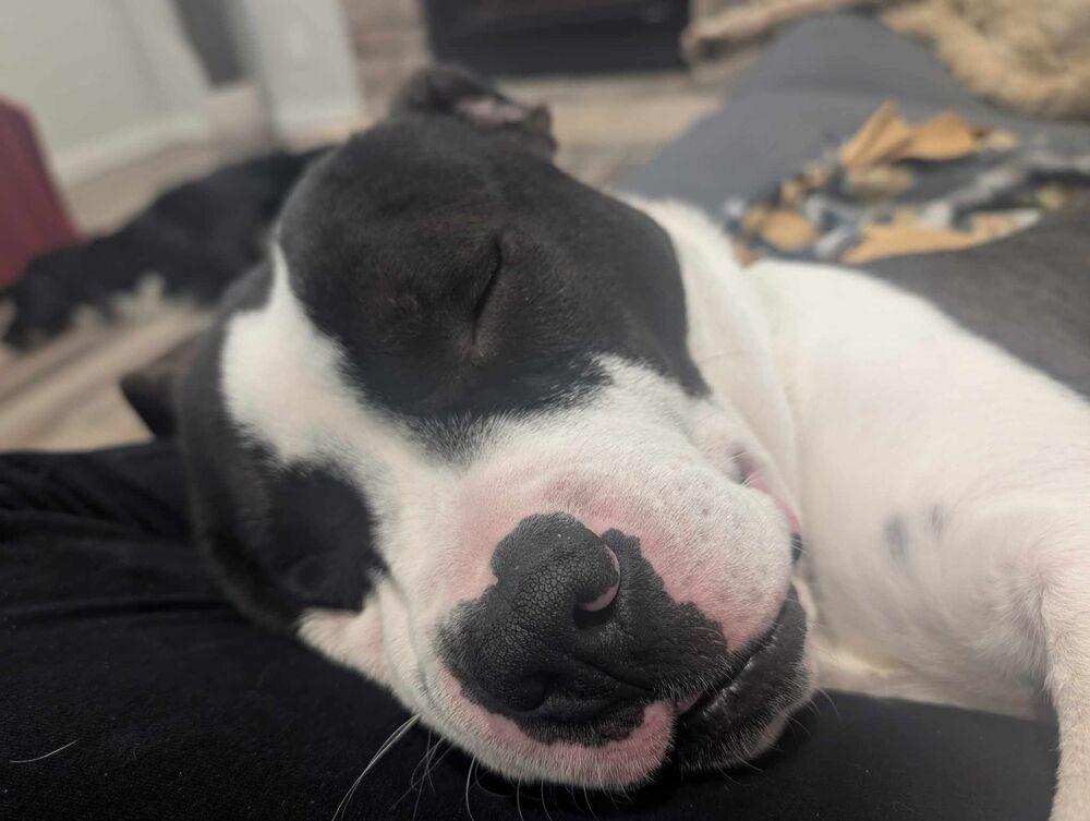 Koda, a Adoptable mixed breed in Cortez, CO image 3/6