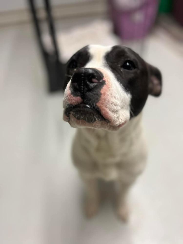 Koda, a Adoptable mixed breed in Cortez, CO image 4/6