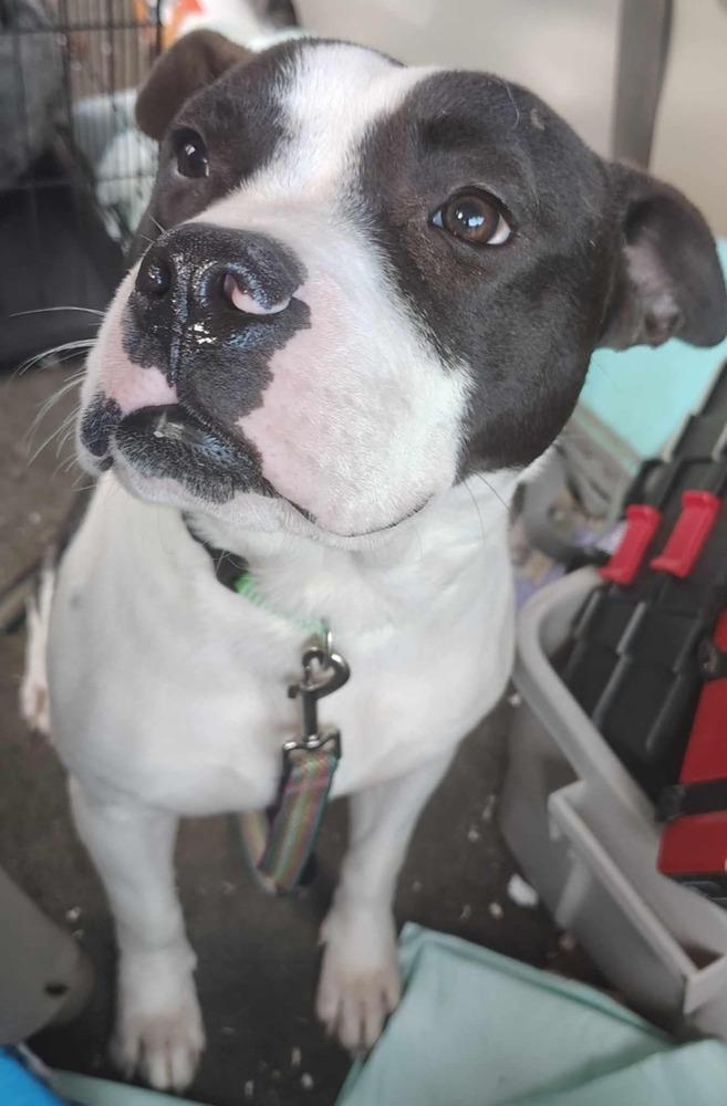 Koda, a Adoptable mixed breed in Cortez, CO image 5/6