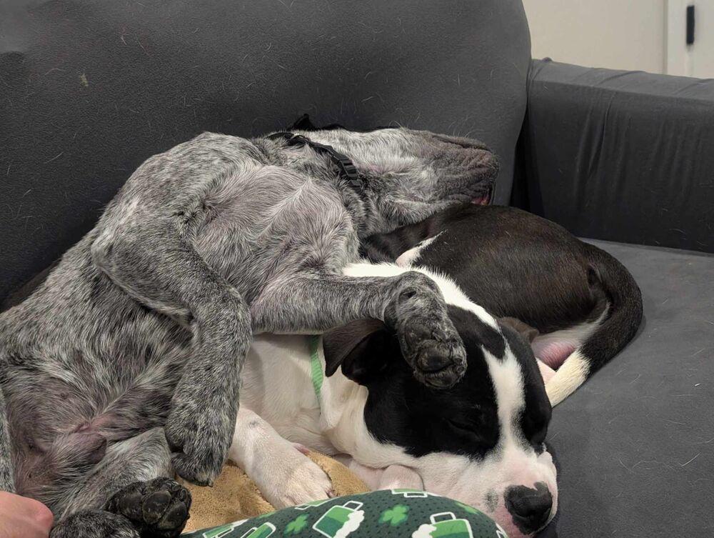 Koda, a Adoptable mixed breed in Cortez, CO image 6/6