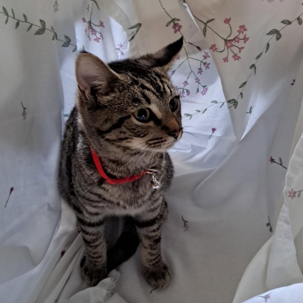 Alastor, an adoptable Domestic Short Hair in Allison Park, PA image 2/2