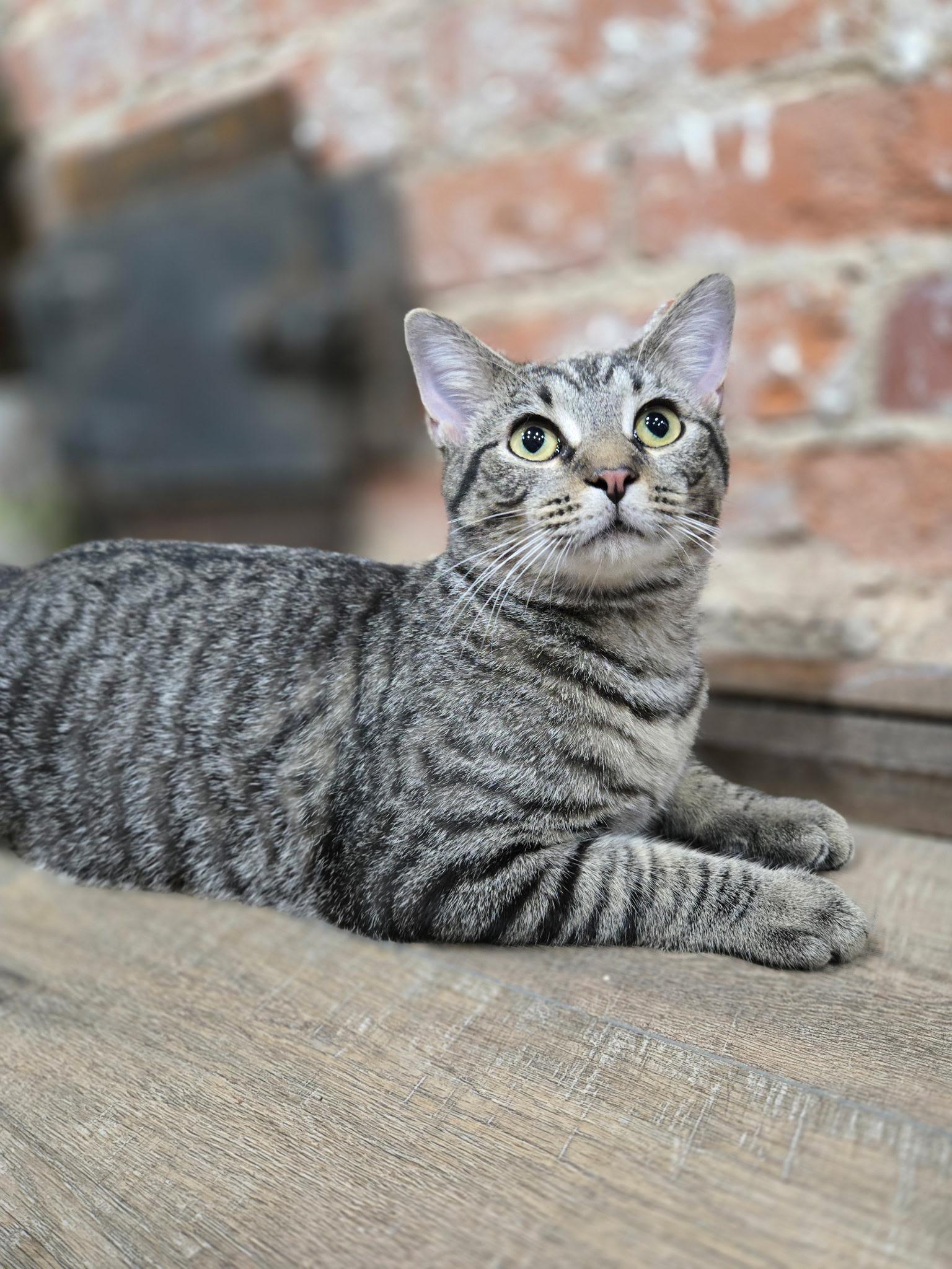 Alastor, adoptable, Young Male Domestic Short Hair.