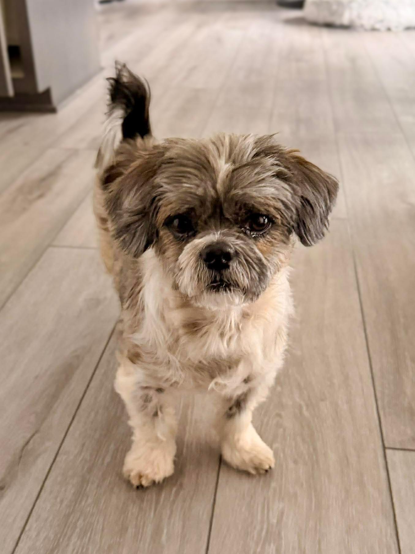 Enlarge Kade, a ADOPTABLE mixed breed in Green Bay, WI image 3/4