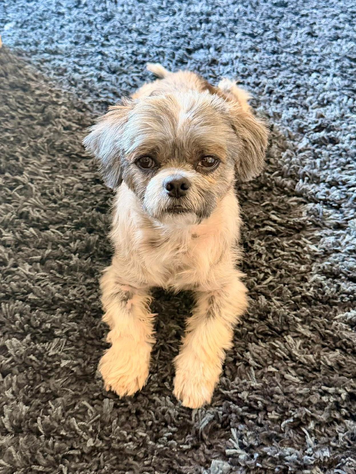 Enlarge Kade, a ADOPTABLE mixed breed in Green Bay, WI image 2/4