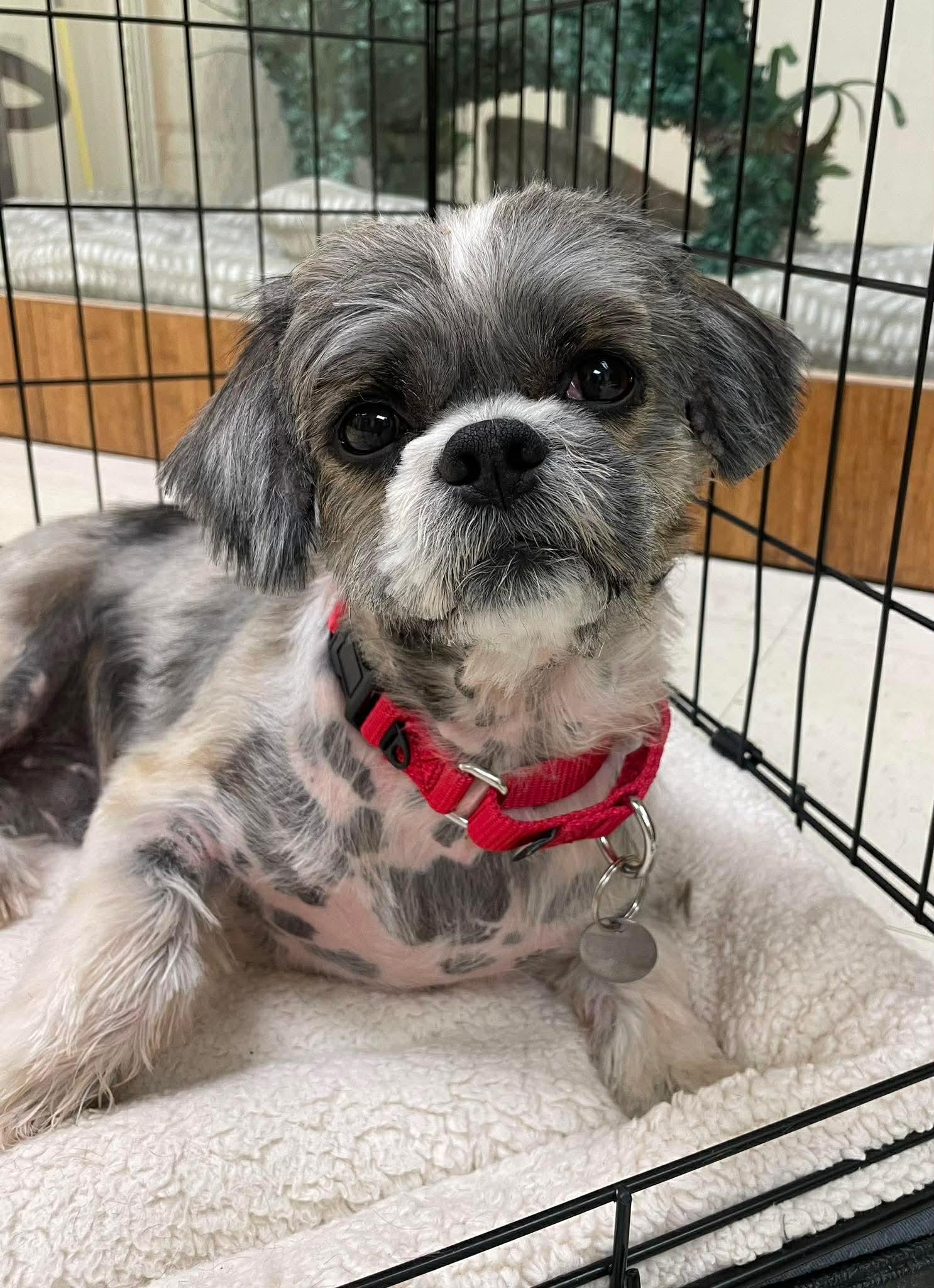 Kade, ADOPTABLE, Adult Male Shih Tzu.