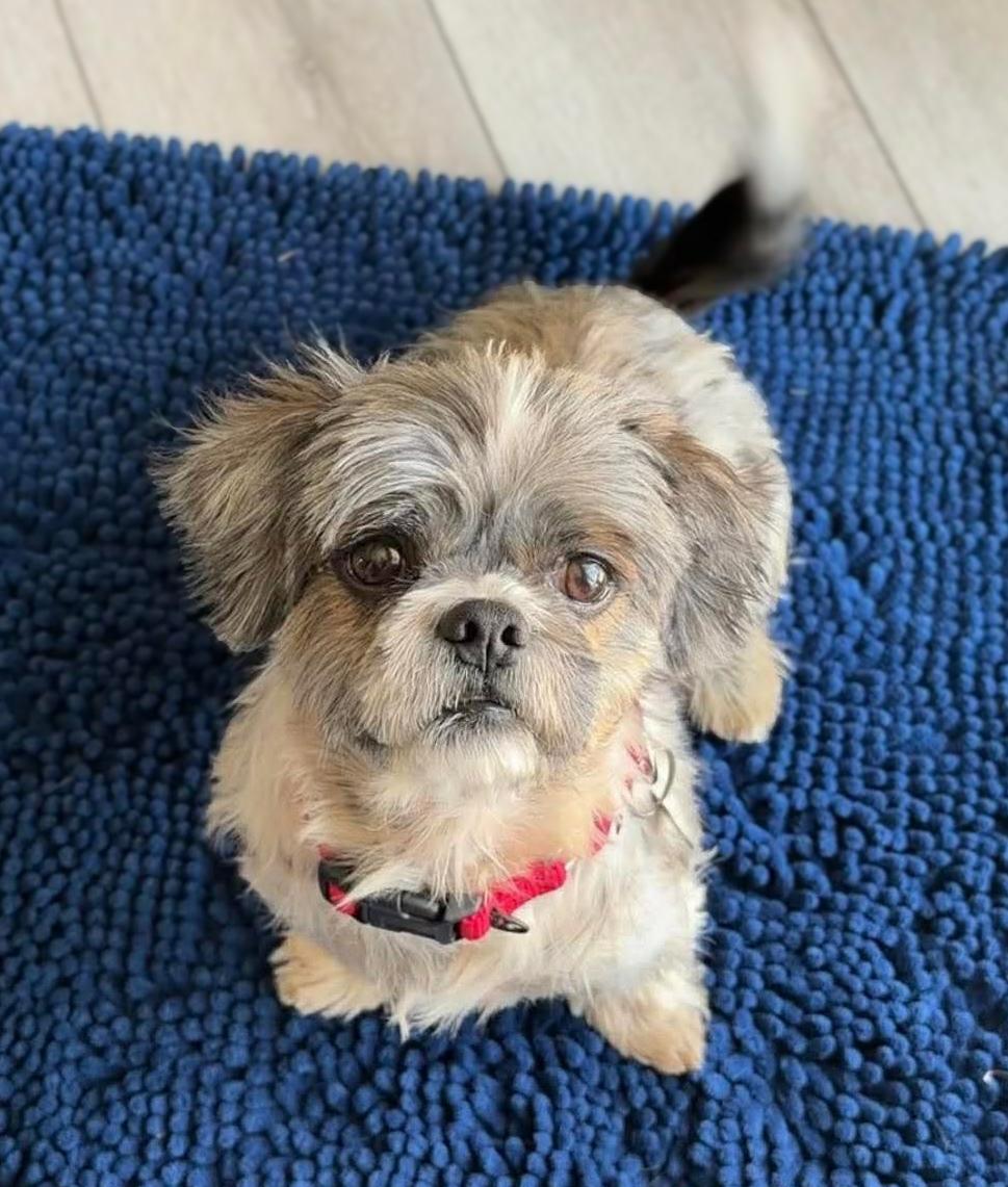 Enlarge Kade, a ADOPTABLE mixed breed in Green Bay, WI image 4/4