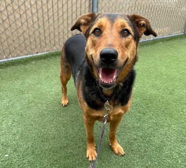 Isis, Adoptable, Adult Female Shepherd.