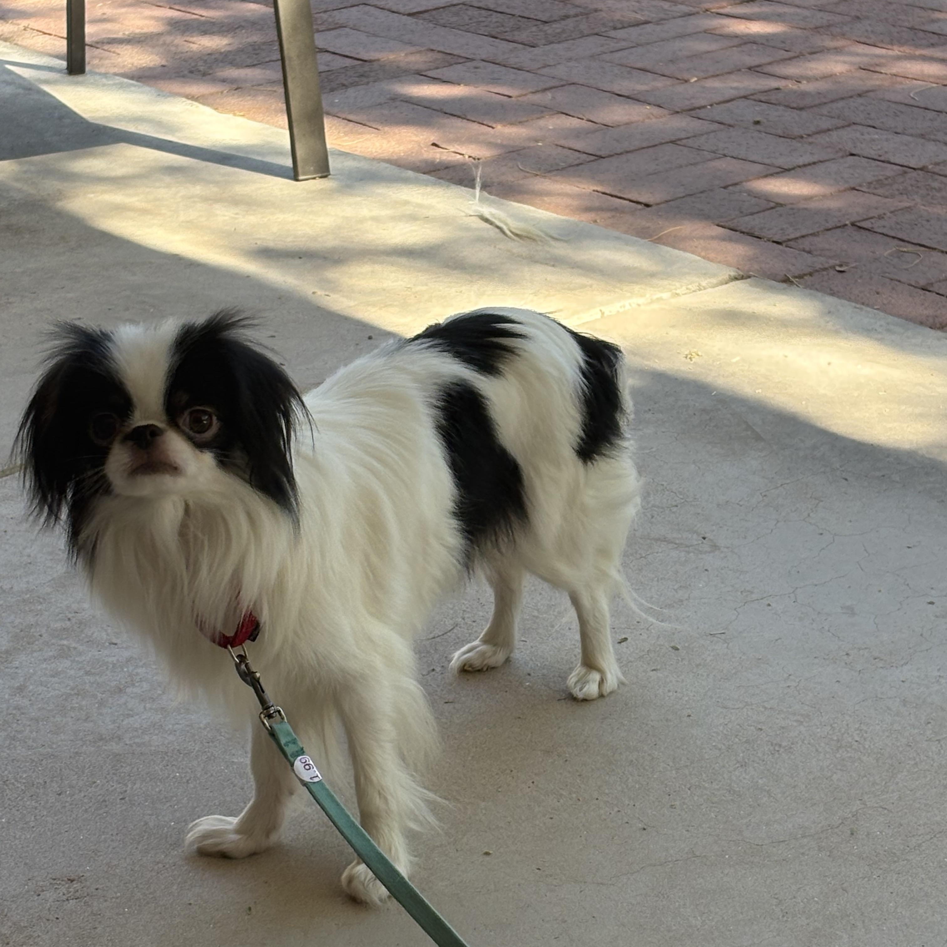 Sophie, an adopted Japanese Chin in Tucson, AZ image 3/5