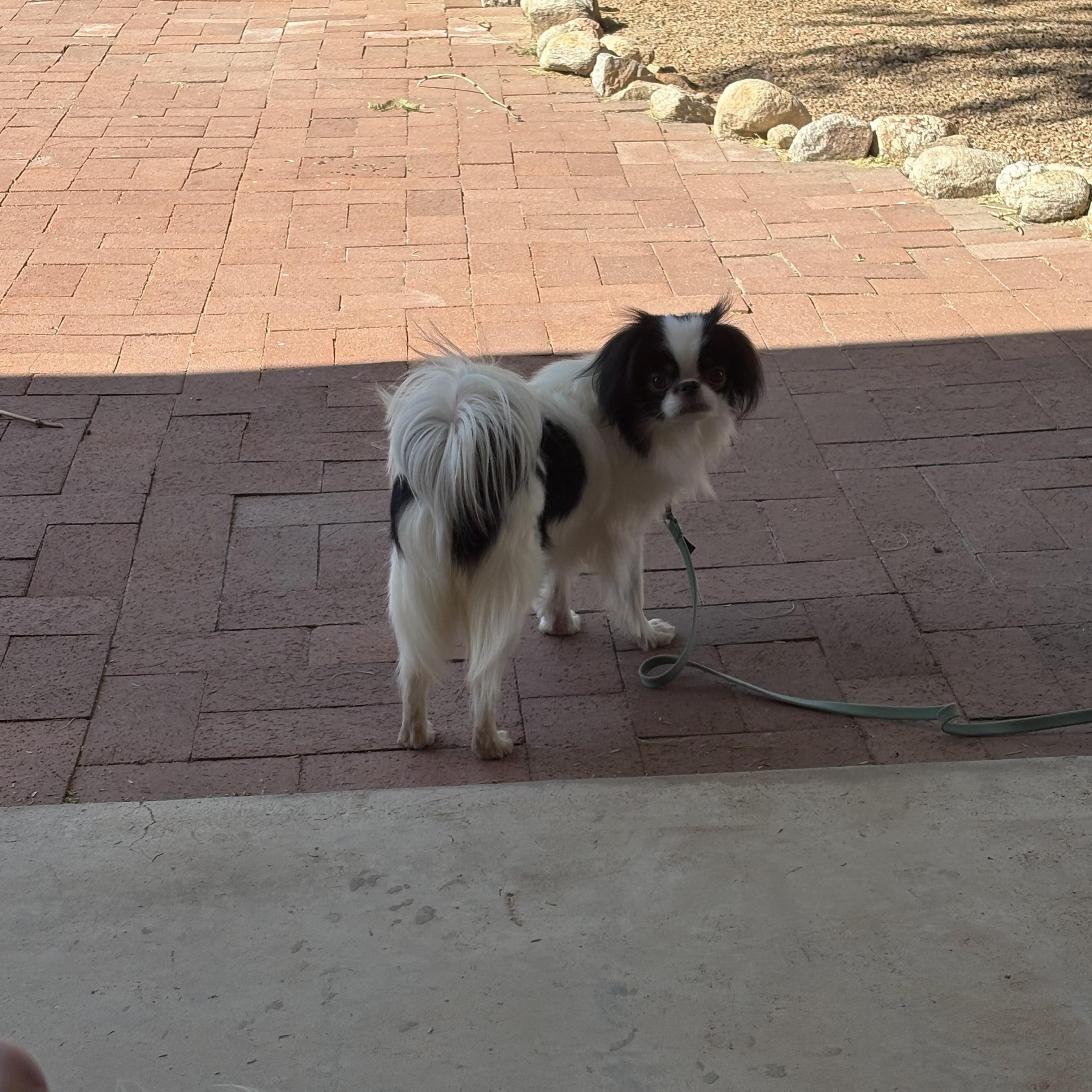 Sophie, an adopted Japanese Chin in Tucson, AZ image 5/5