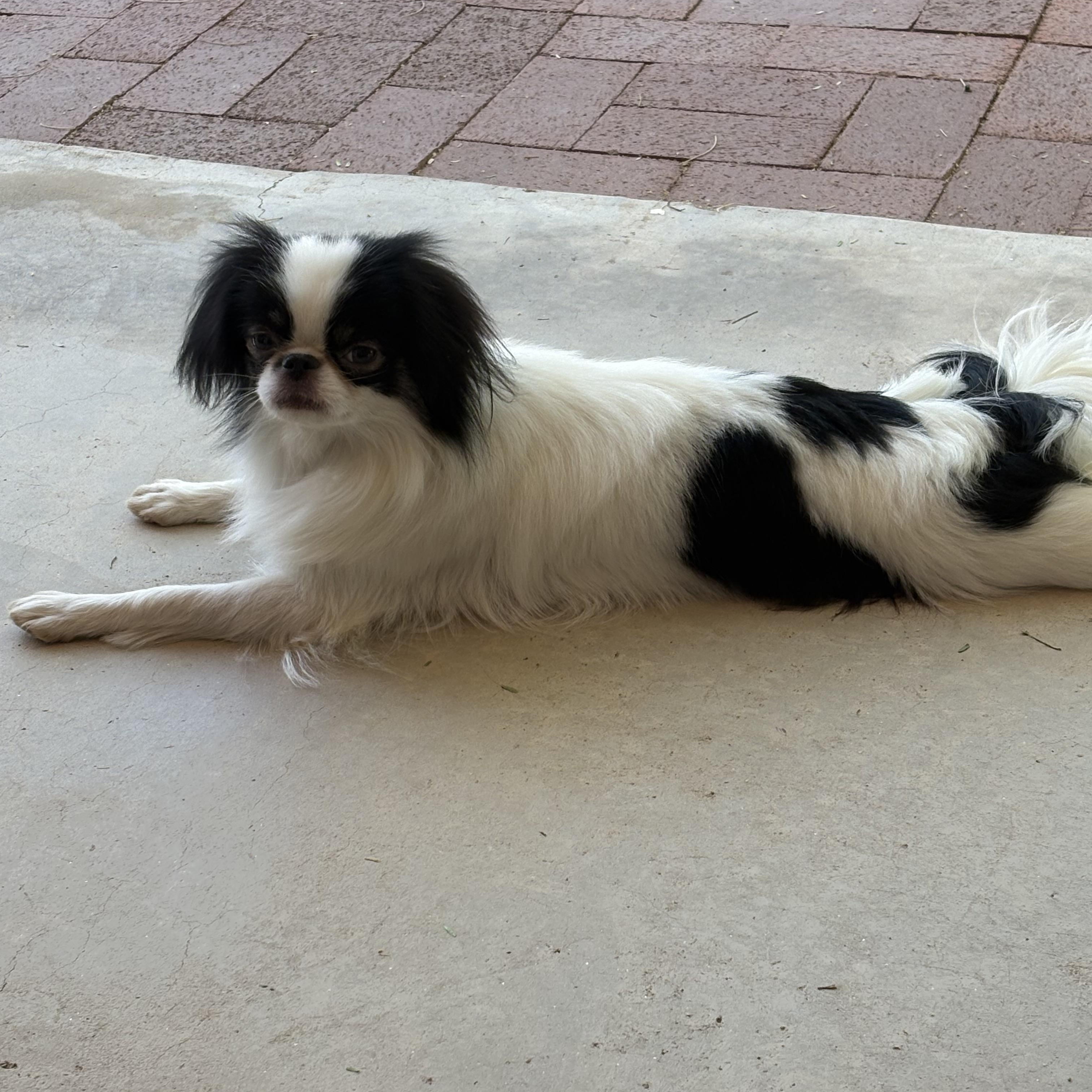 Sophie, an adopted Japanese Chin in Tucson, AZ image 4/5