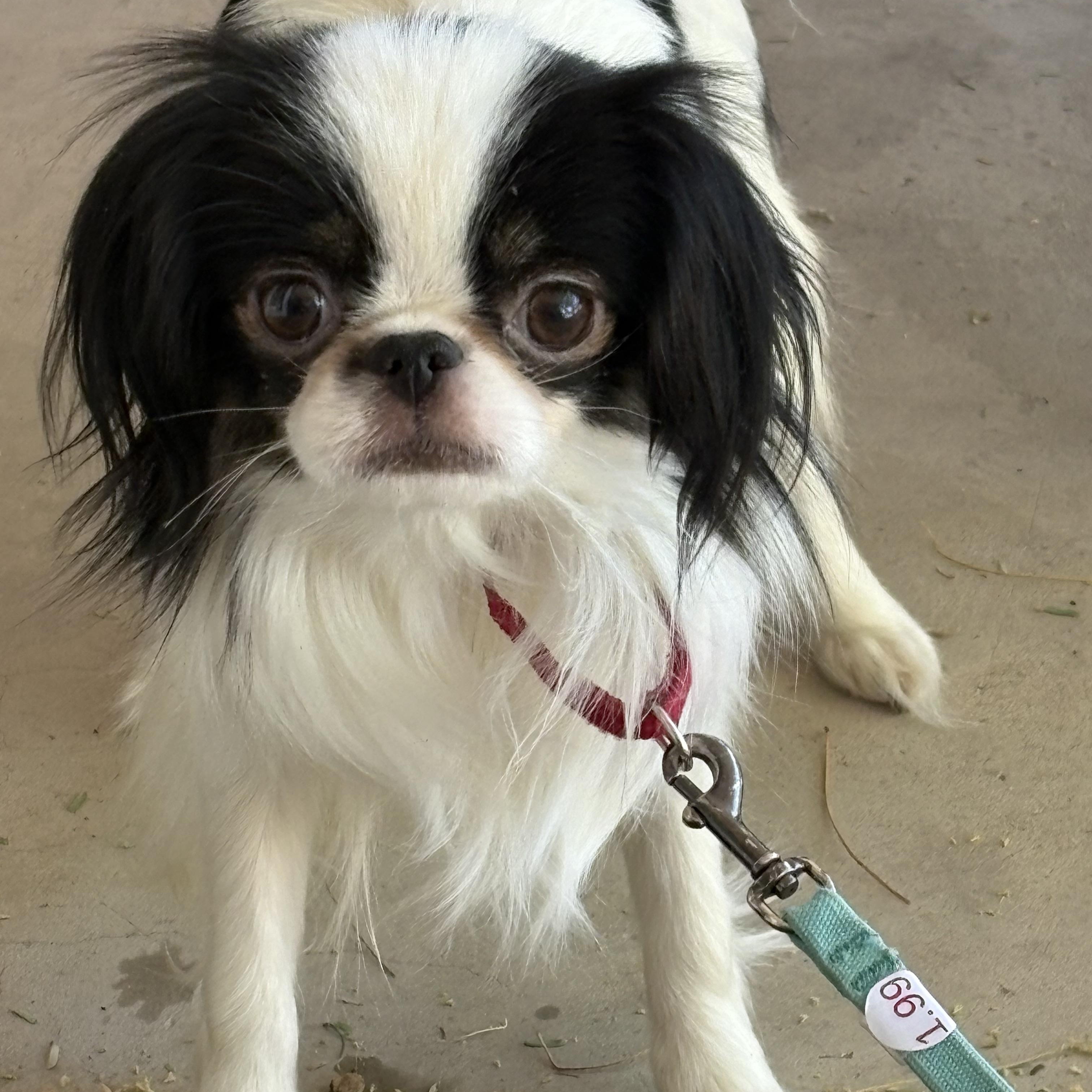 Sophie, adopted, Adult Female Japanese Chin.