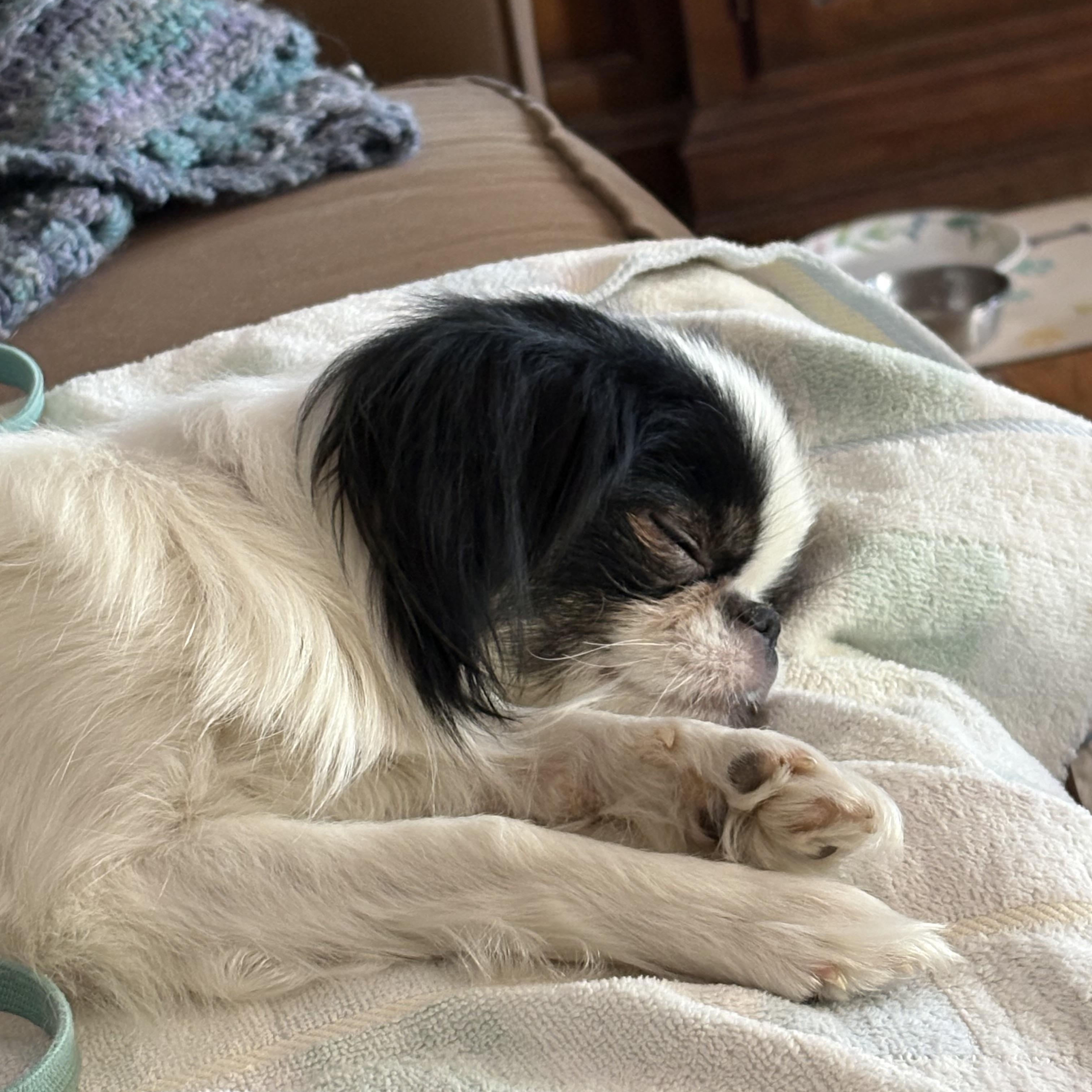 Sophie, an adopted Japanese Chin in Tucson, AZ image 2/5