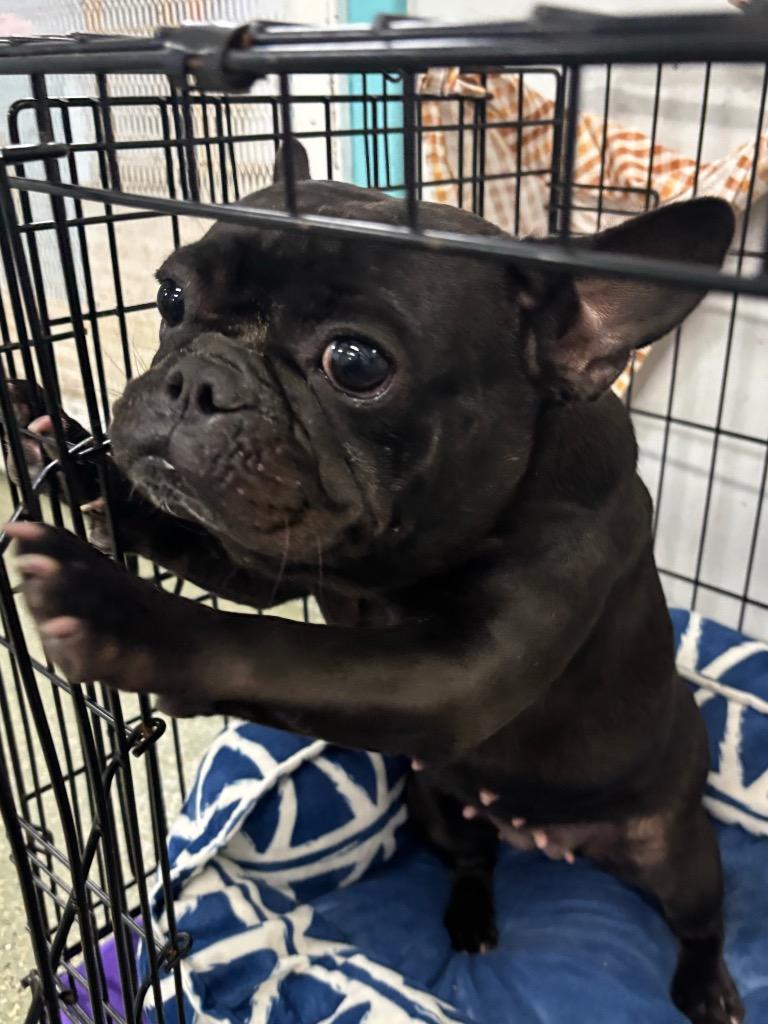 Enlarge Miss Piggy, a Adopted French Bulldog in Fort Lauderdale, FL image 1/1