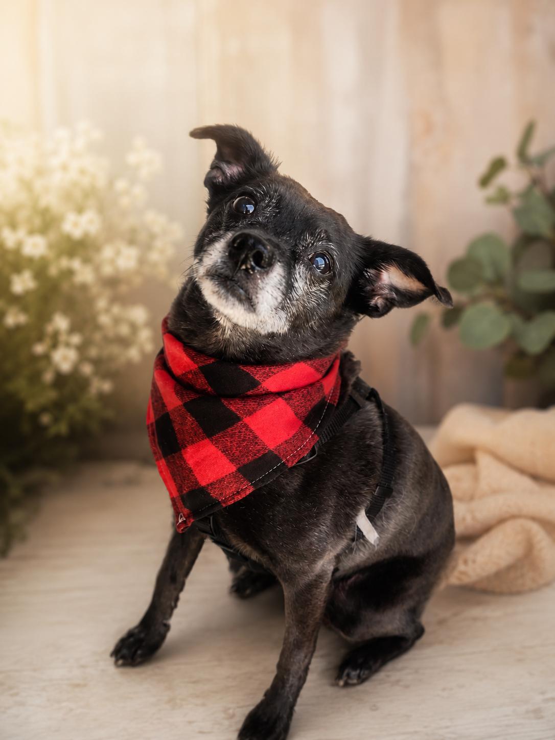 Cooper, a ADOPTABLE mixed breed in Murrieta, CA image 1/5