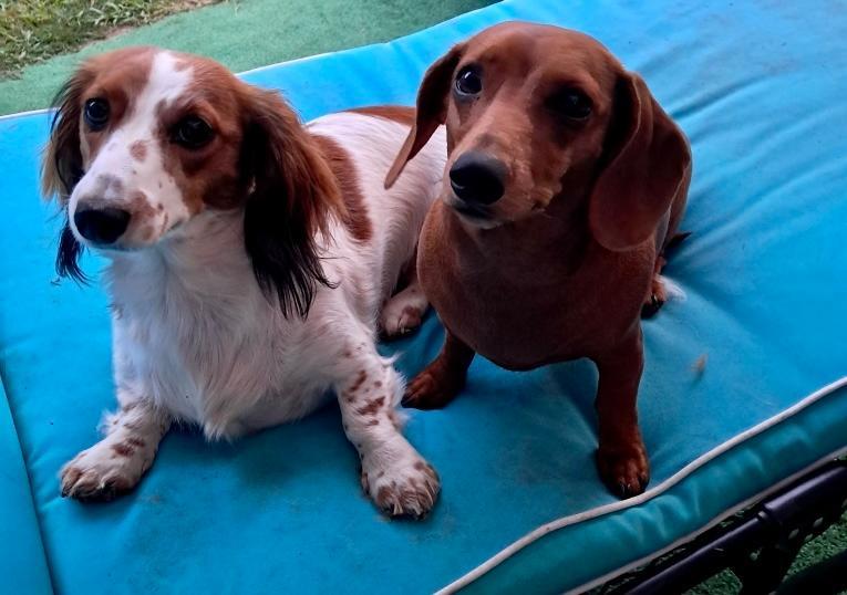 Pooja, a Adopted Dachshund (Miniature Long Haired) in Foster, RI image 2/3
