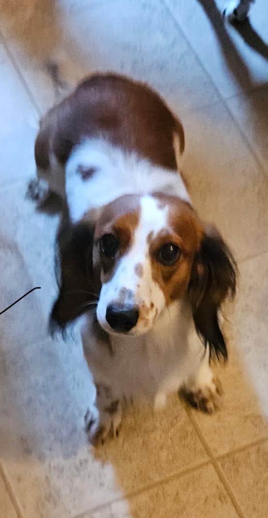 Pooja, Adopted, Young Female Dachshund (Miniature Long Haired).