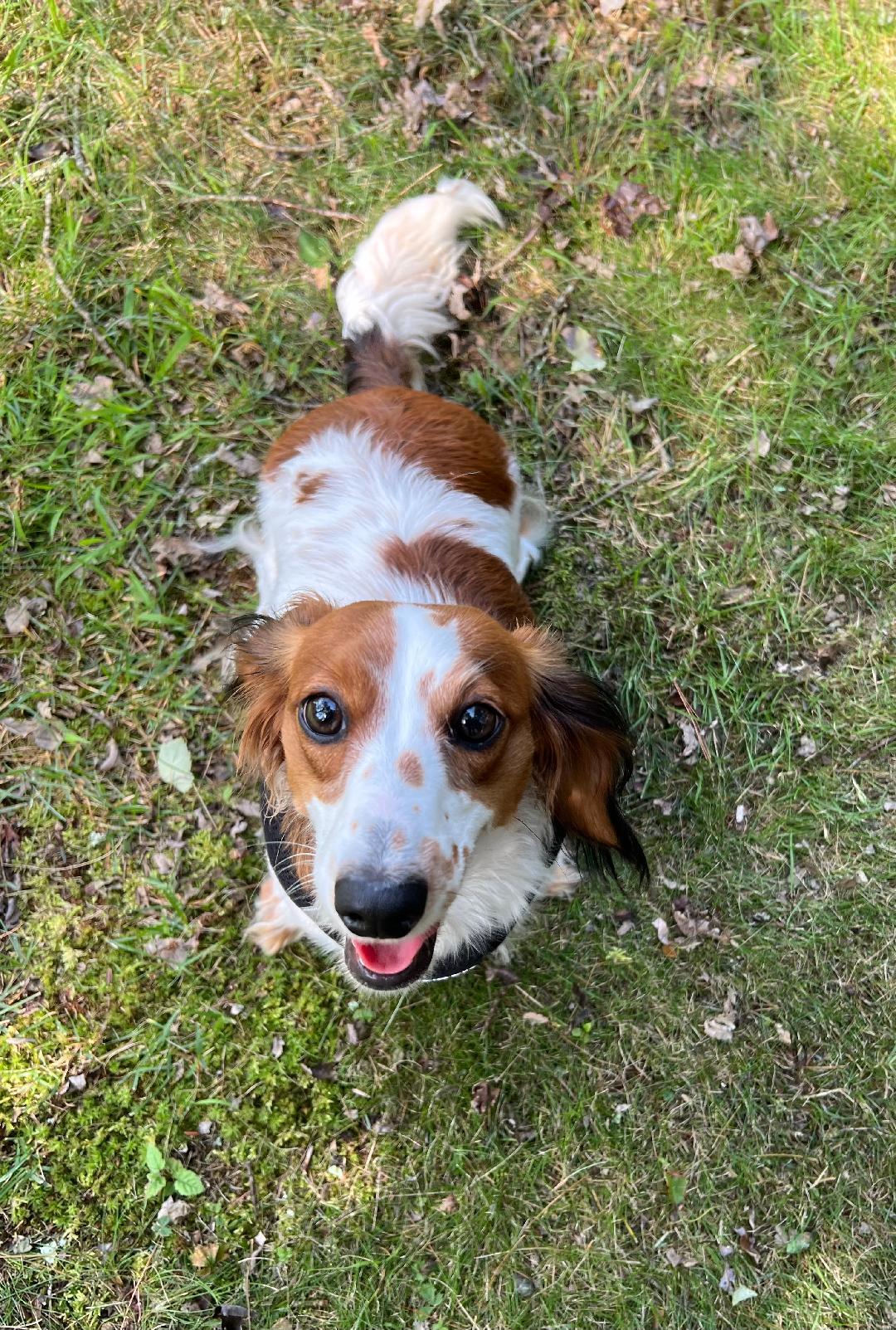 Pooja, a Adopted Dachshund (Miniature Long Haired) in Foster, RI image 3/3