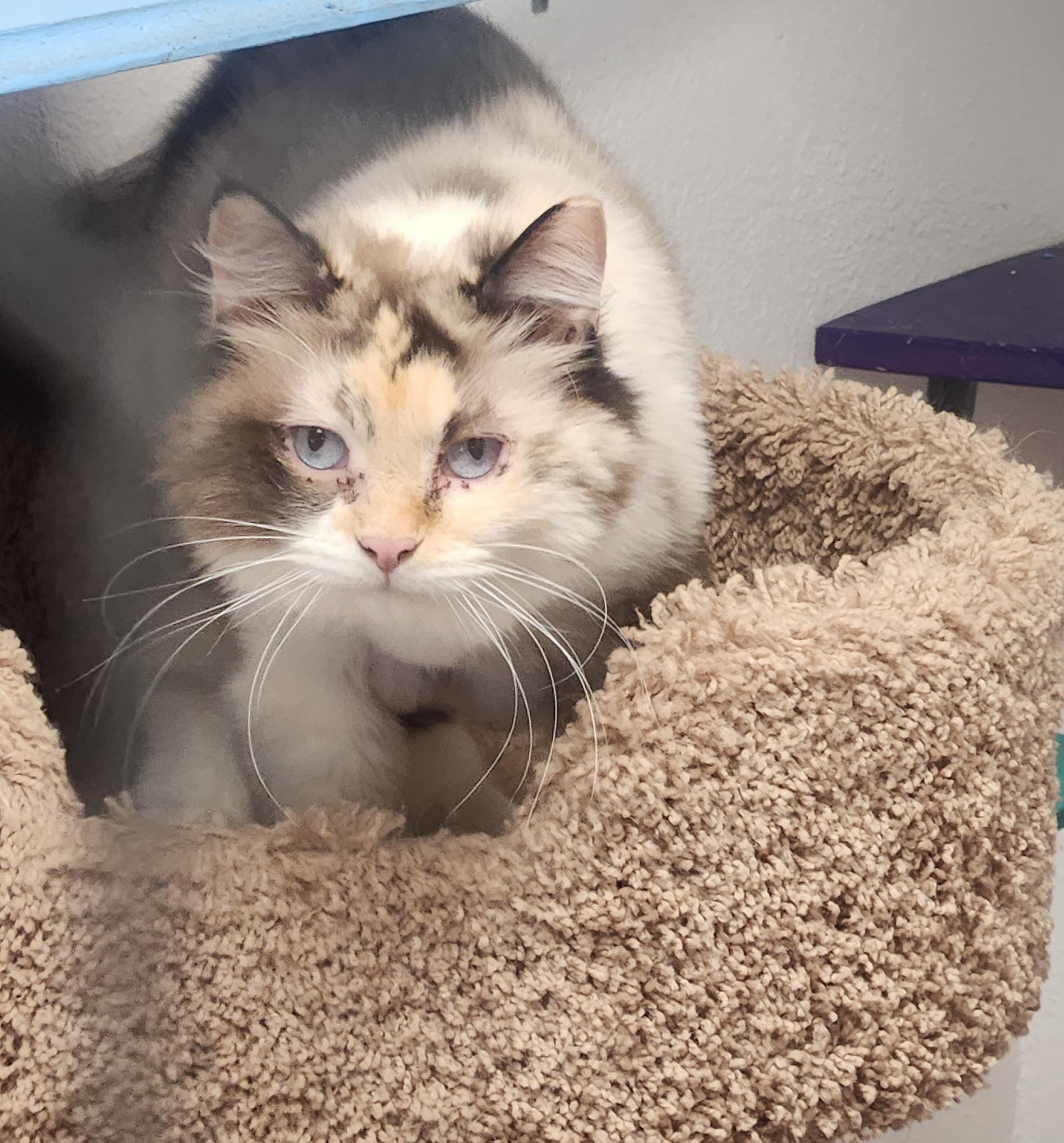 Marilyn Monroe, a Adoptable mixed breed in Yarnell, AZ image 1/3